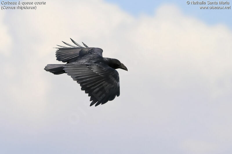 Fan-tailed Ravenadult, Flight