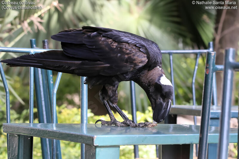 Corbeau corbivauadulte, habitat, mange