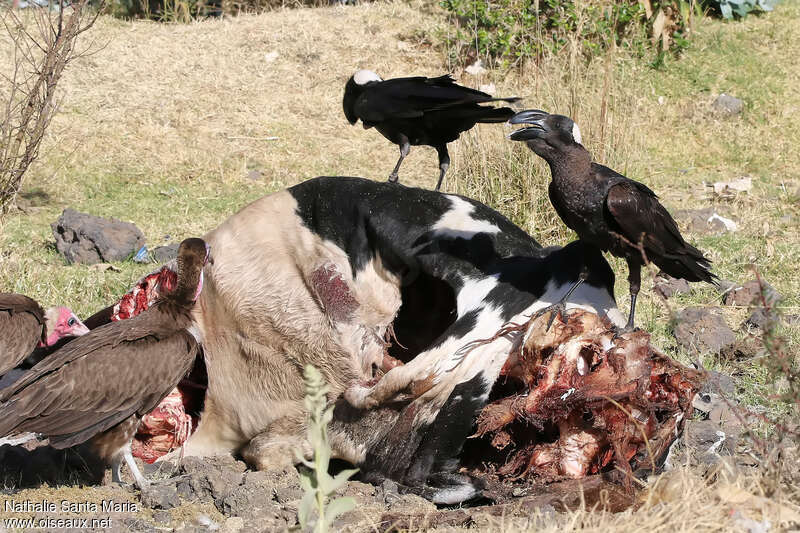 Corbeau corbivauadulte, régime, Comportement