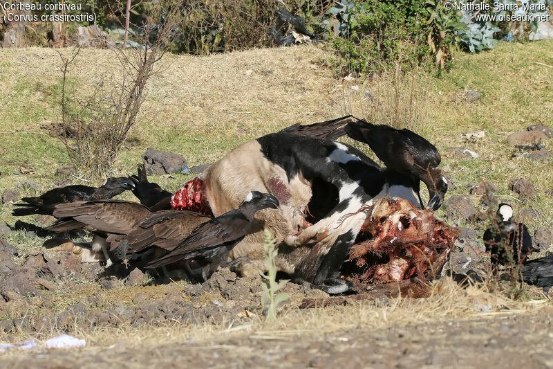 Thick-billed Raven, eats