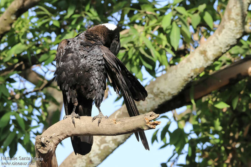 Thick-billed Ravenadult, identification, care