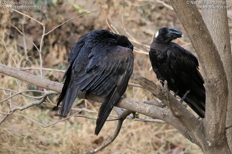 Corbeau corbivauadulte, habitat