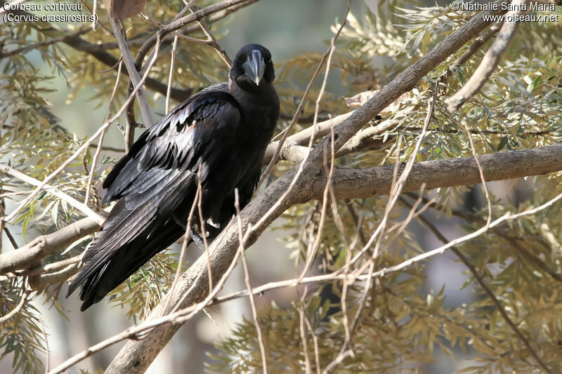 Thick-billed Ravenadult, identification, habitat