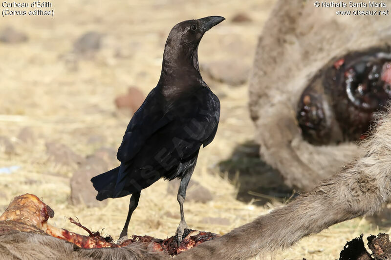 Corbeau d'Édithadulte, identification, habitat, régime