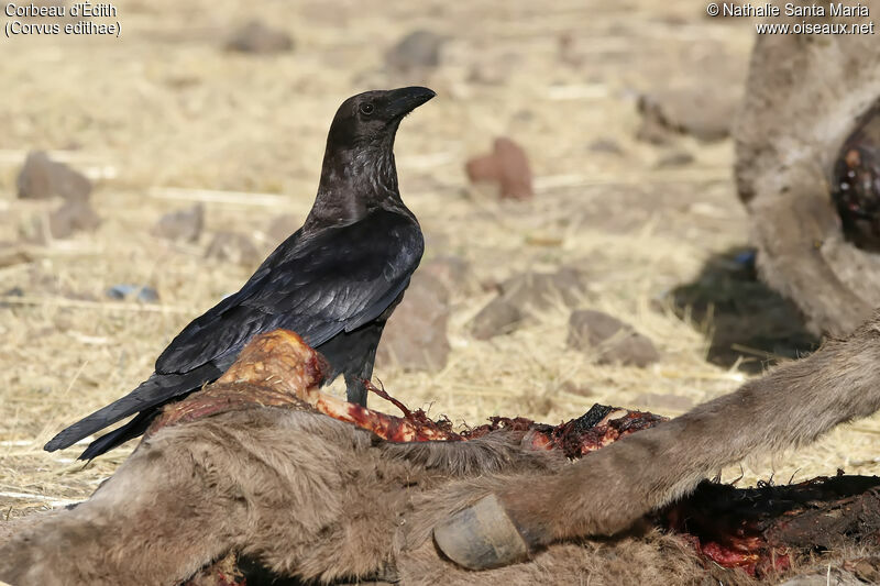 Somali Crowadult, identification, feeding habits