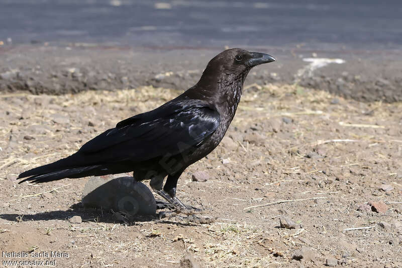 Corbeau d'Édithadulte, identification