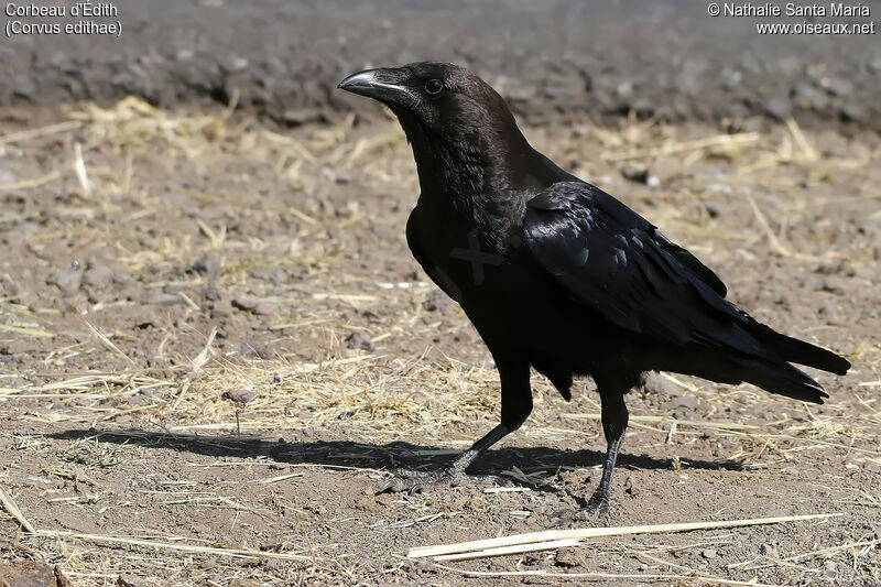 Corbeau d'Édithadulte, identification, habitat