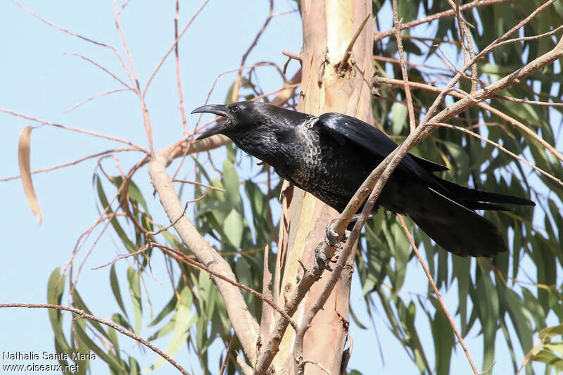 Somali Crowadult, aspect