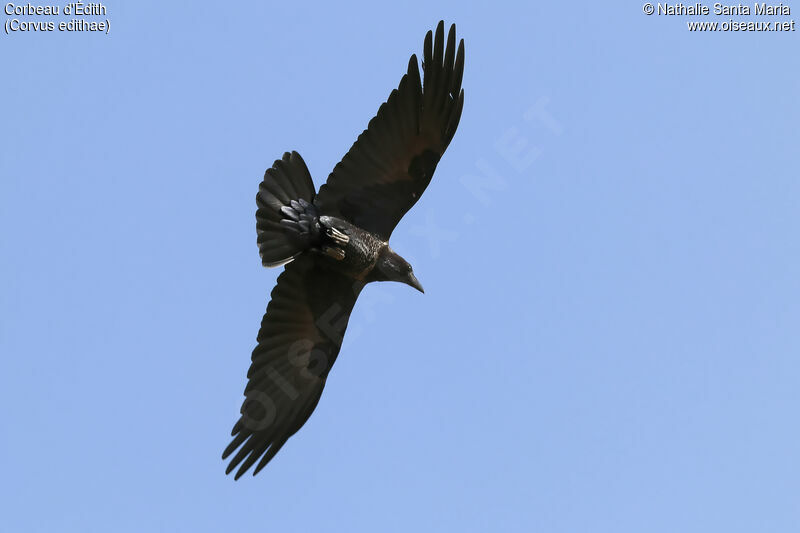 Somali Crowadult, Flight