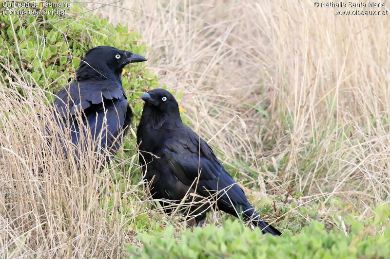 Corbeau de Tasmanieadulte, habitat