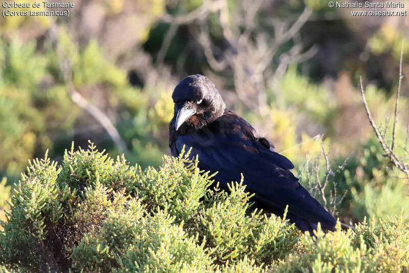 Forest Ravenadult, identification