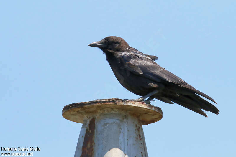 Corbeau de Tasmanieadulte, Comportement