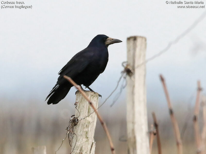 Corbeau freuxadulte, identification