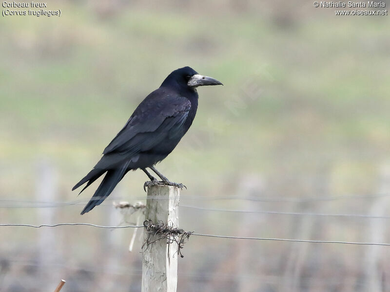 Corbeau freuxadulte, identification, Comportement