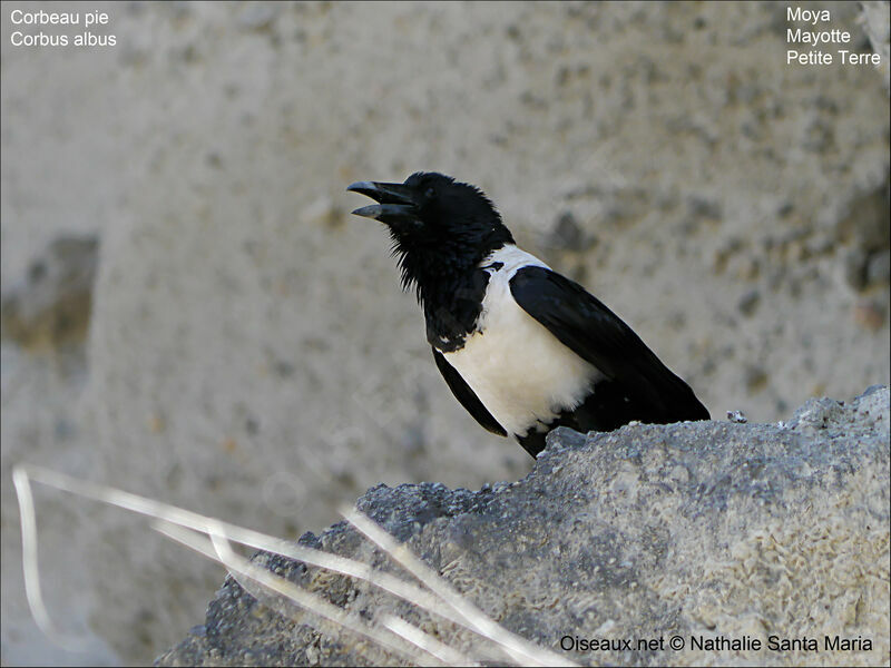 Pied Crowadult, identification, Reproduction-nesting, Behaviour