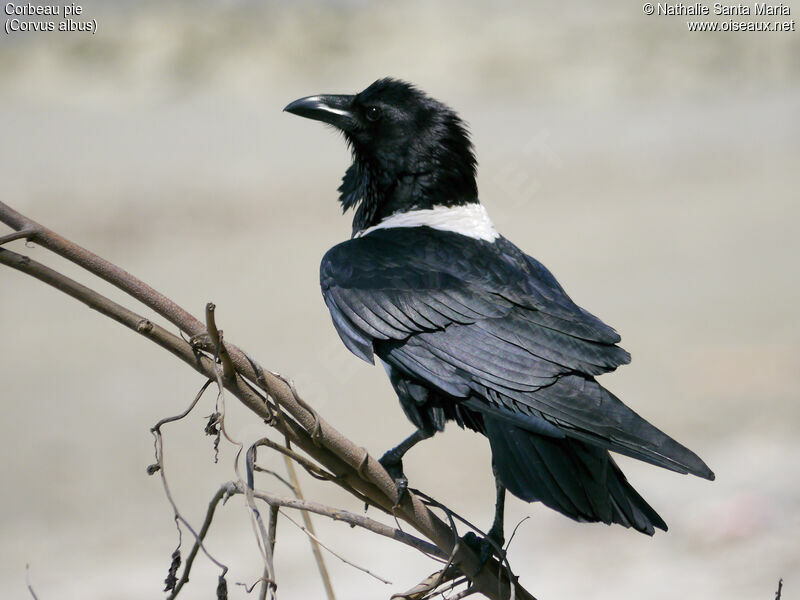 Corbeau pieadulte, identification, composition, Comportement