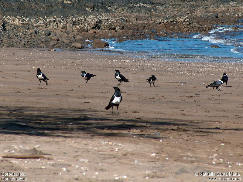 Pied Crowadult, habitat, Behaviour