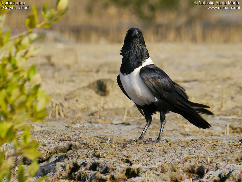 Pied Crowadult, identification, Behaviour