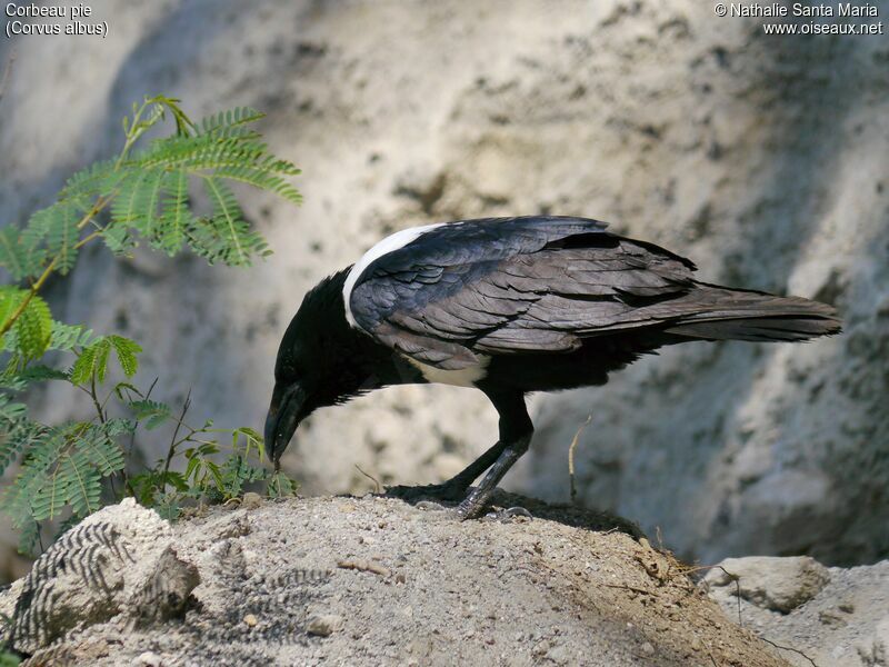 Corbeau pieadulte, mange, Comportement