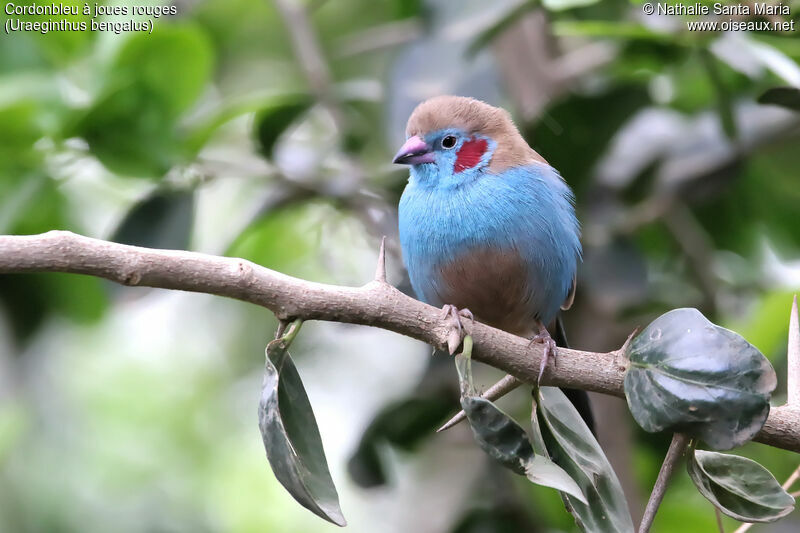 Cordonbleu à joues rouges mâle adulte, identification, habitat