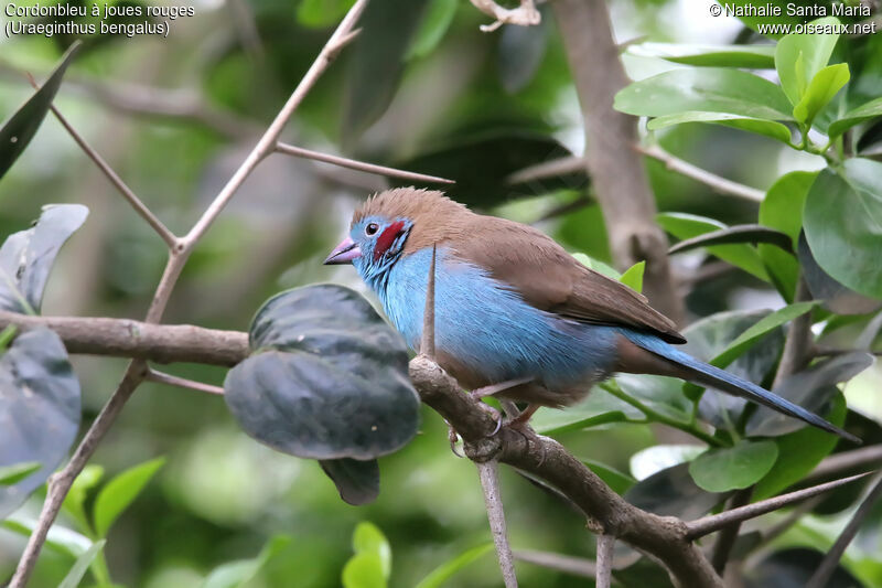 Cordonbleu à joues rouges mâle adulte, identification, habitat