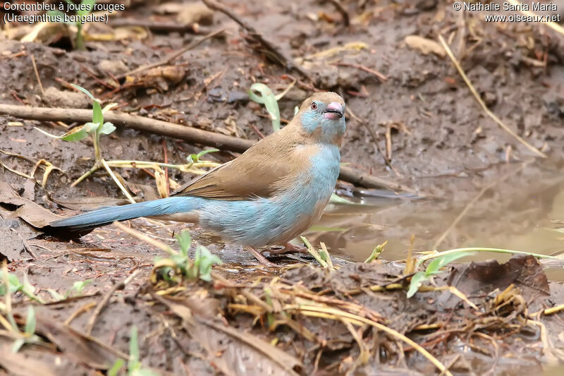 Cordonbleu à joues rouges femelle adulte, identification, habitat, boit