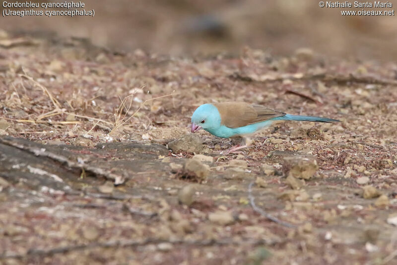 Blue-capped Cordon-bleuadult, identification, habitat, eats