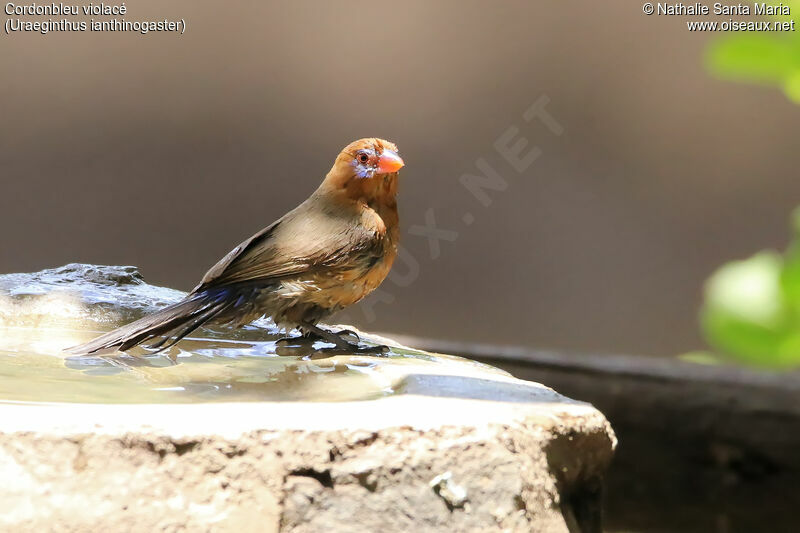 Purple Grenadier female adult, identification, Behaviour