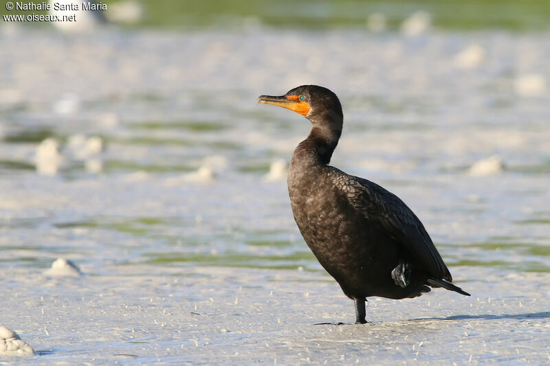 Cormoran à aigrettesadulte internuptial, identification