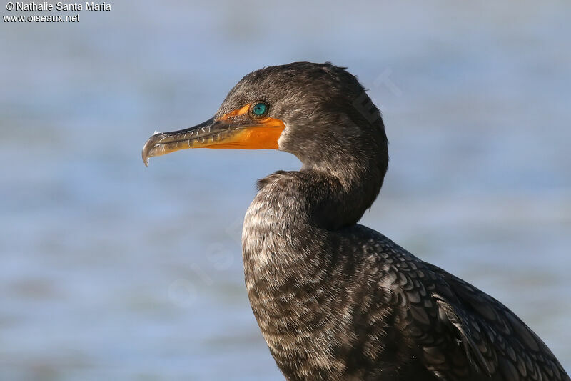 Double-crested Cormorantadult post breeding, close-up portrait