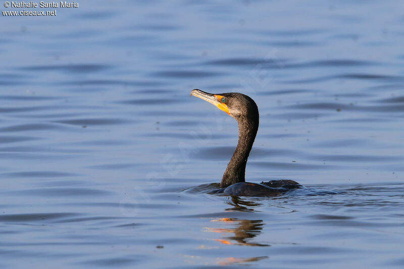 Double-crested Cormorantadult post breeding, identification, swimming