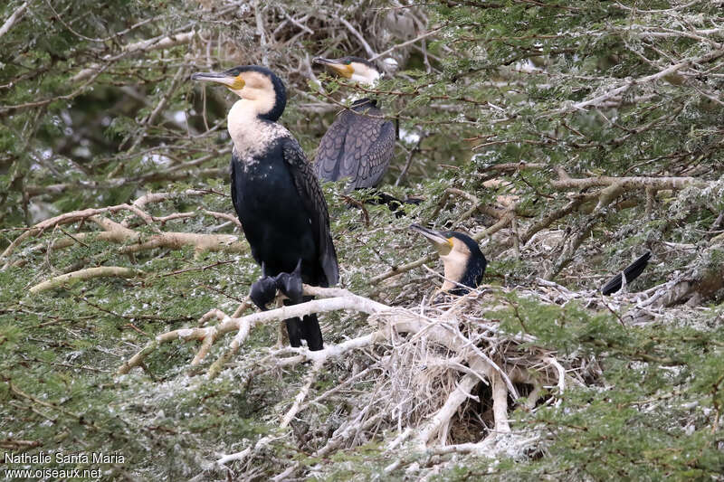 Cormoran à poitrine blancheadulte nuptial, Nidification