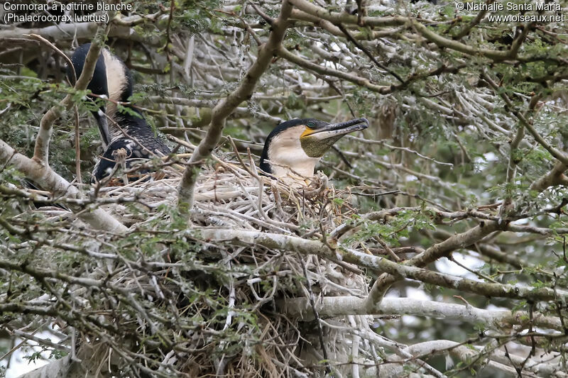 White-breasted Cormorantadult, identification, habitat, Reproduction-nesting