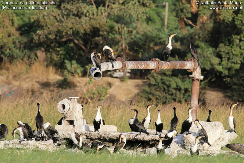 Cormoran à poitrine blanche, habitat