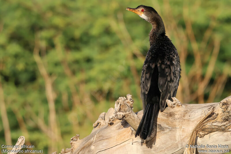 Reed Cormorantadult, identification, habitat