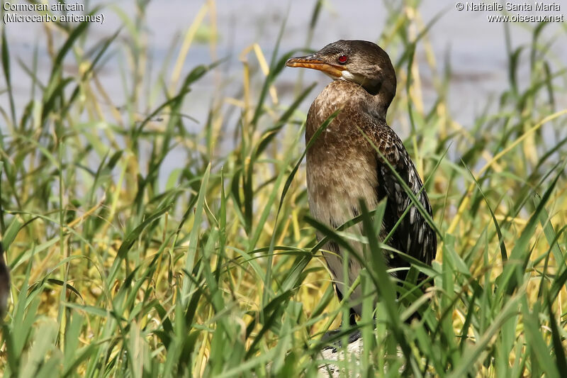 Cormoran africain, identification, habitat