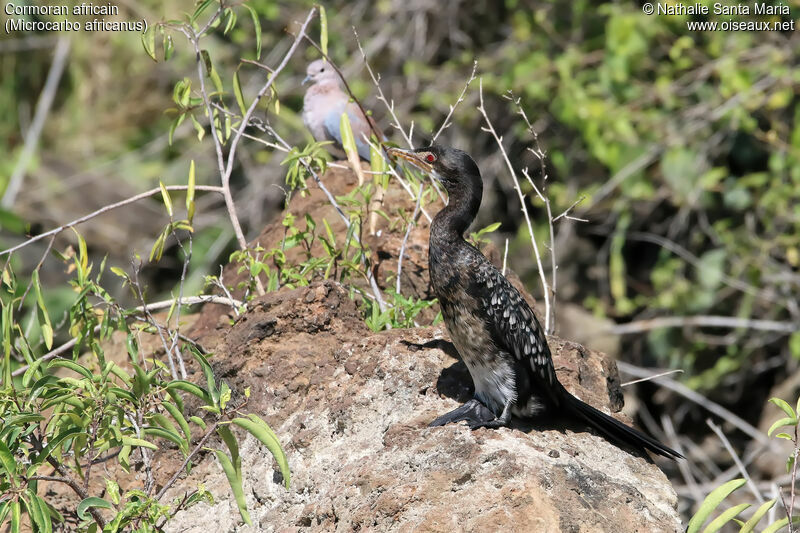 Reed Cormorantimmature, identification, habitat