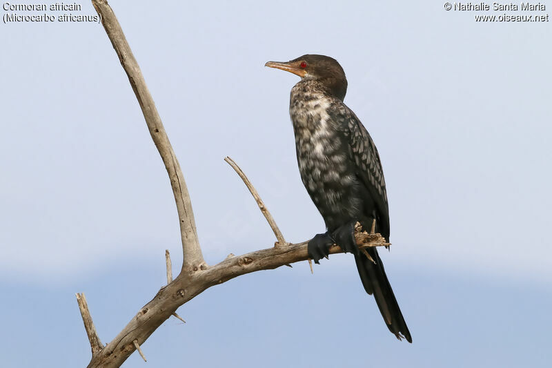 Cormoran africain, identification