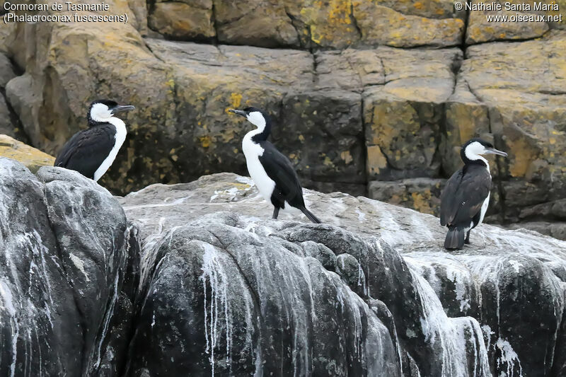 Black-faced Cormorantadult, identification