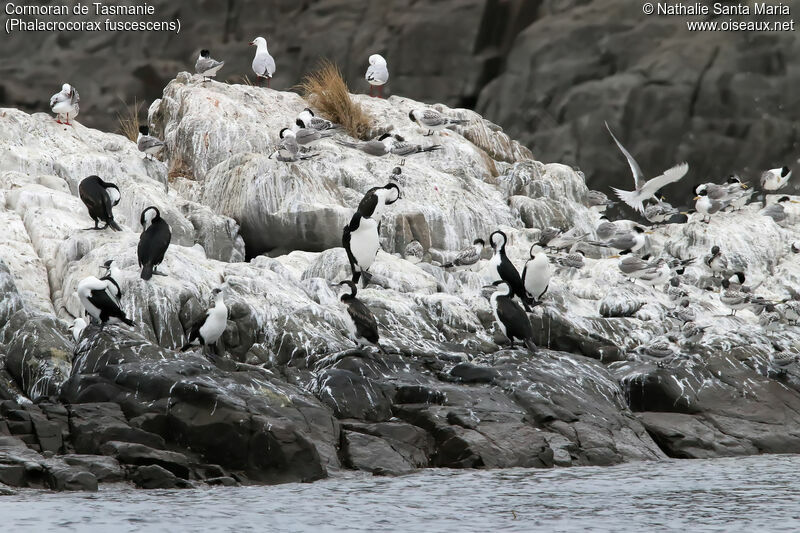 Cormoran de Tasmanieadulte, habitat