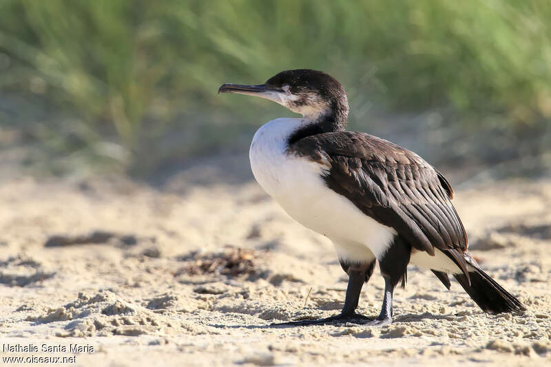 Cormoran de Tasmanieimmature, identification