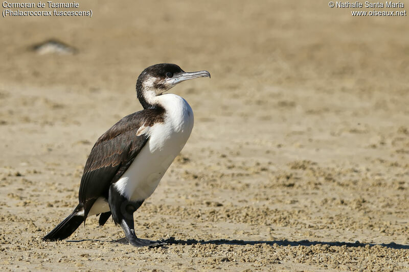 Cormoran de Tasmanieimmature, identification