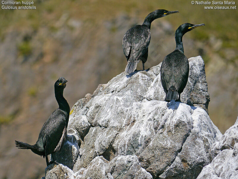 European Shagadult breeding, Behaviour