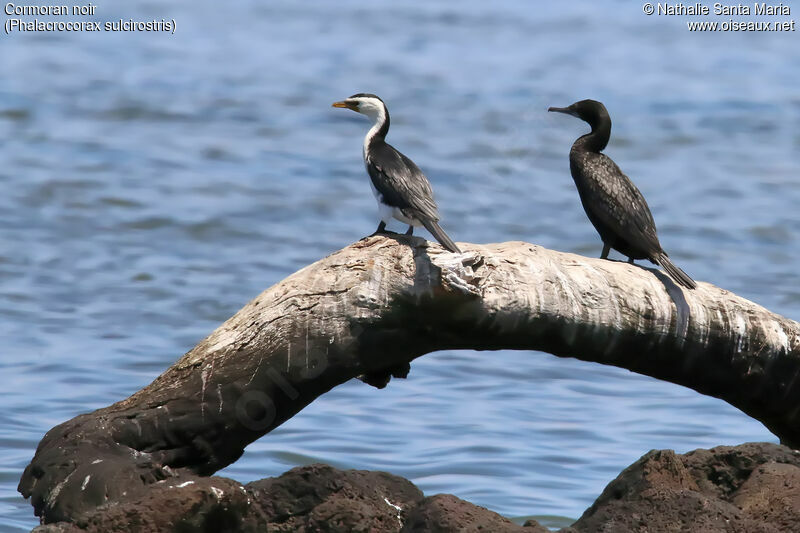 Cormoran noiradulte, identification