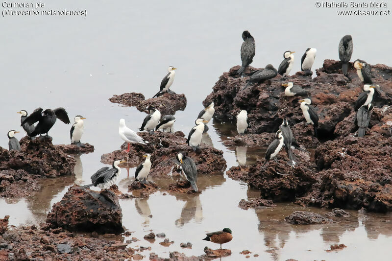 Cormoran pie, habitat