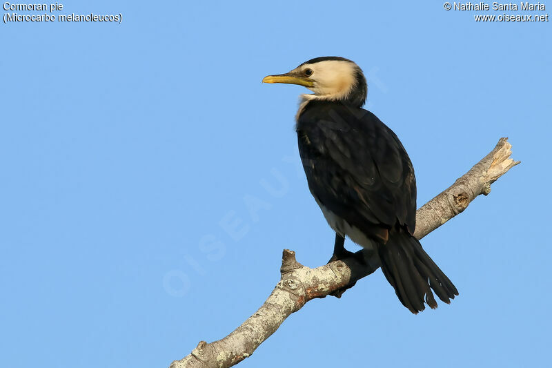 Cormoran pieadulte, identification