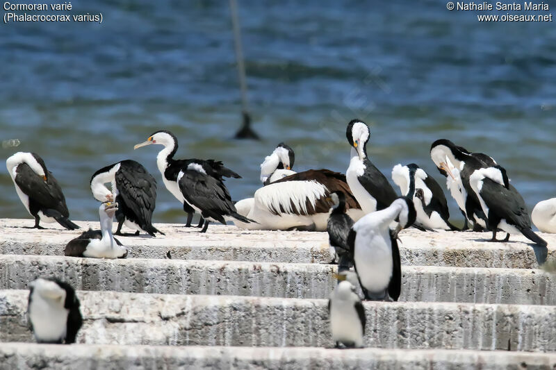 Australian Pied Cormorantadult breeding, identification