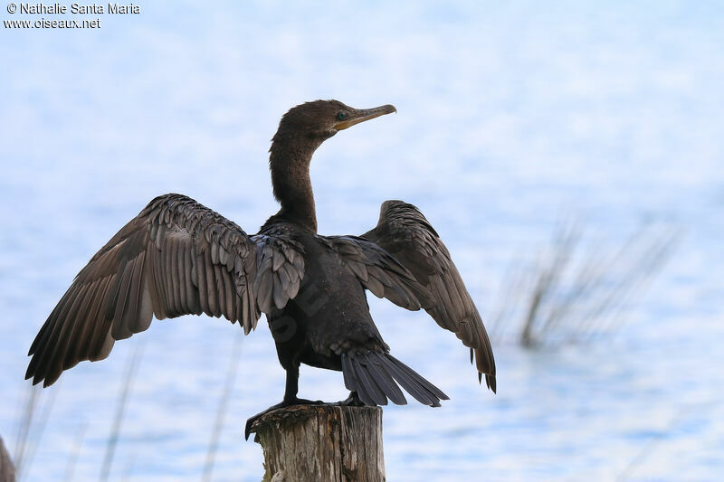 Cormoran viguaimmature, identification