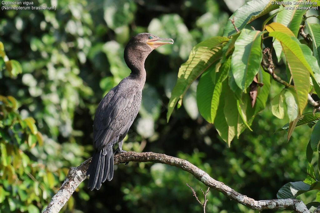 Cormoran viguaadulte internuptial, identification