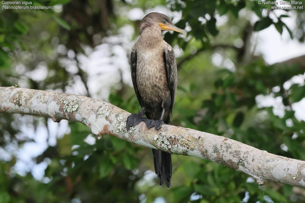 Cormoran viguajuvénile, identification